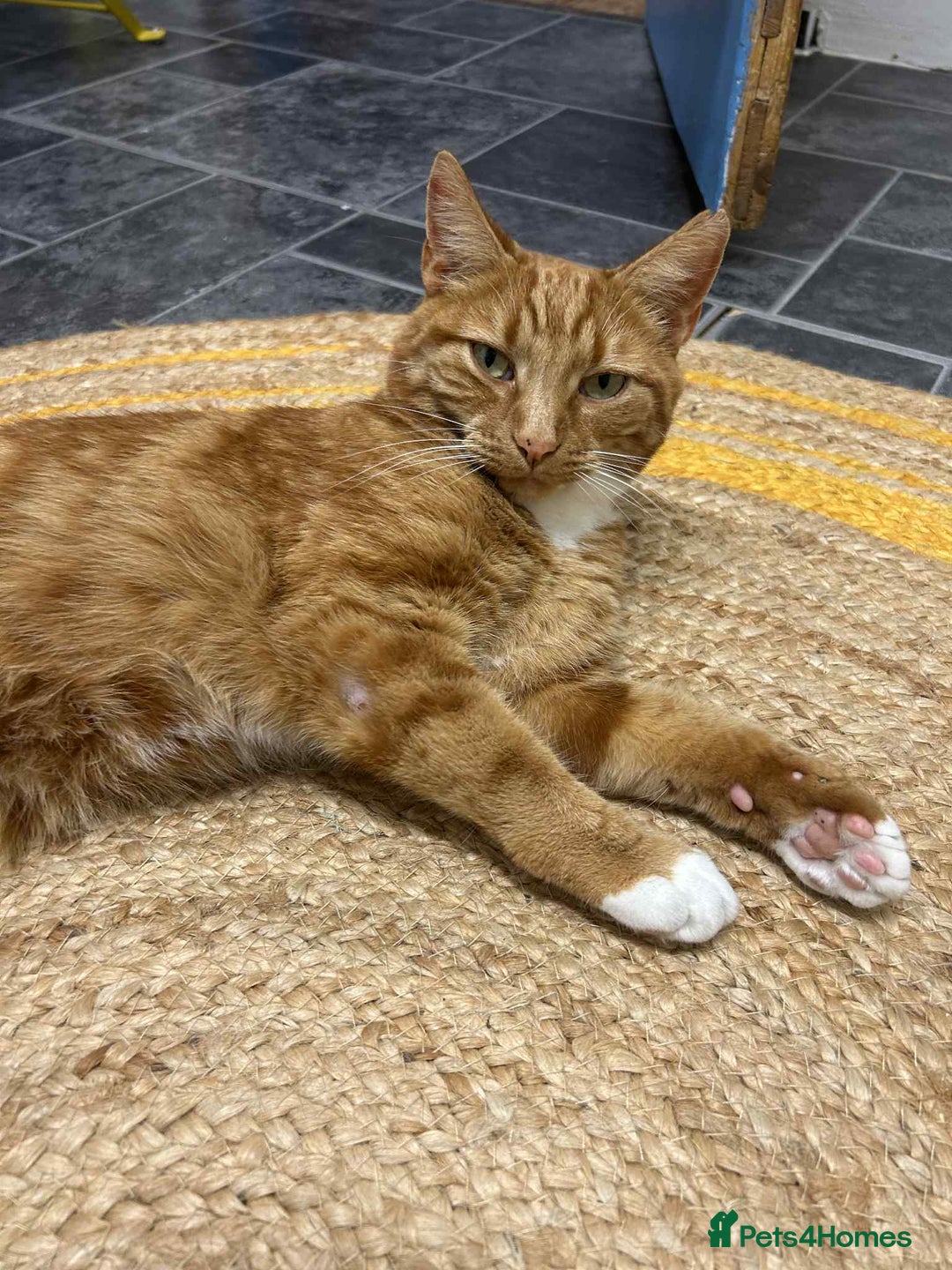 European cats for adoption: Blaze is looking for the perfect forever home!  - Image 1