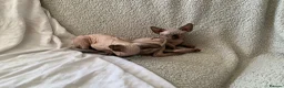 Sphynx cats for sale: 2 boys and 1 female sphynx kittens.  - Advert 6