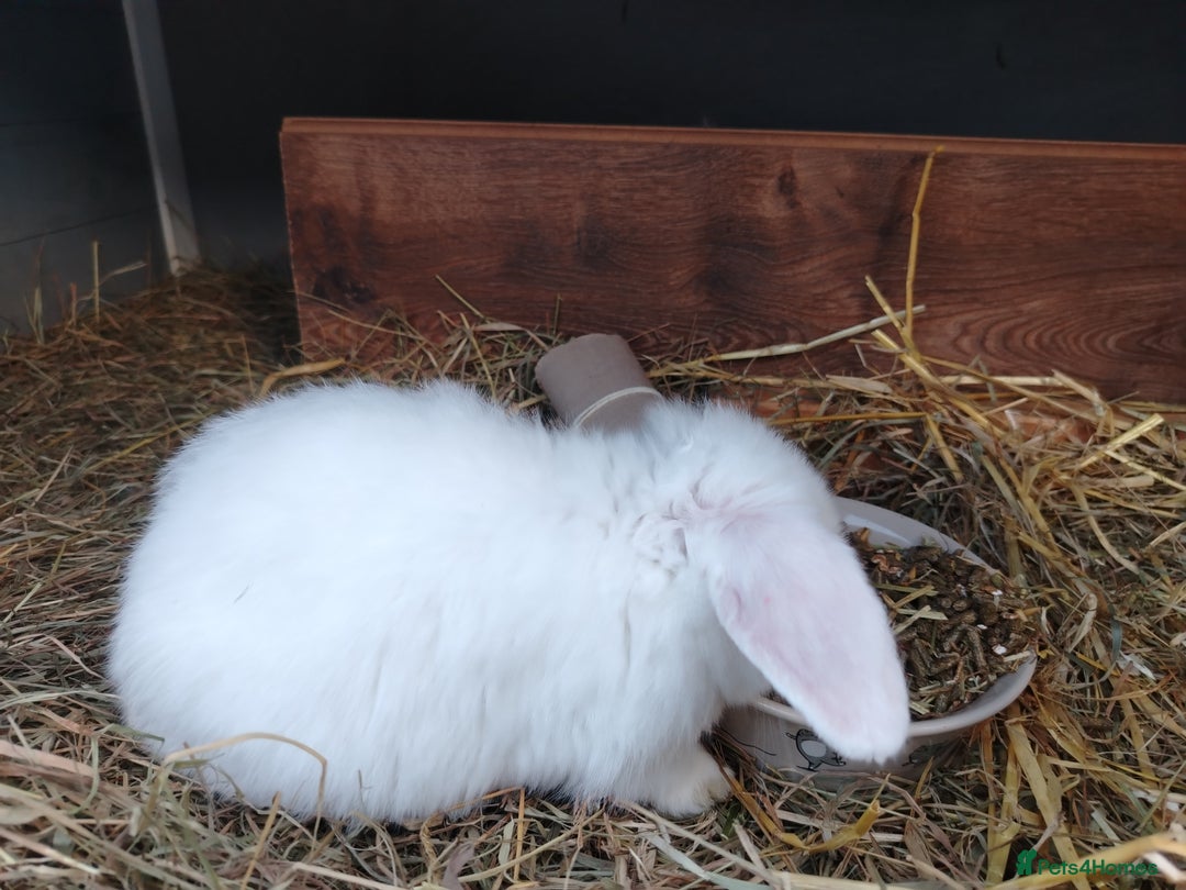 Mini Lop rabbits for sale: Blue eyed white mini lops - Advert 2