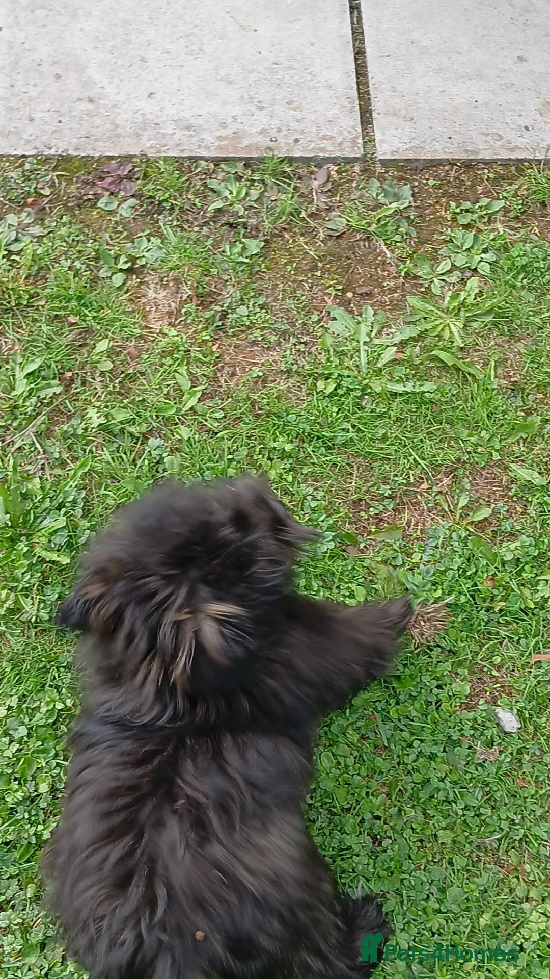 Malshi dogs for sale: This is daisy  in Caerphilly - Advert 7