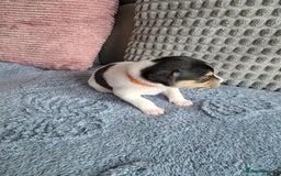 Jack Russell dogs for sale: Jack russell puppies - Image 16