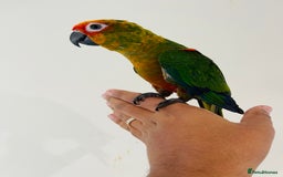 Conures birds for sale: Hand reared conures for sale - Image 21