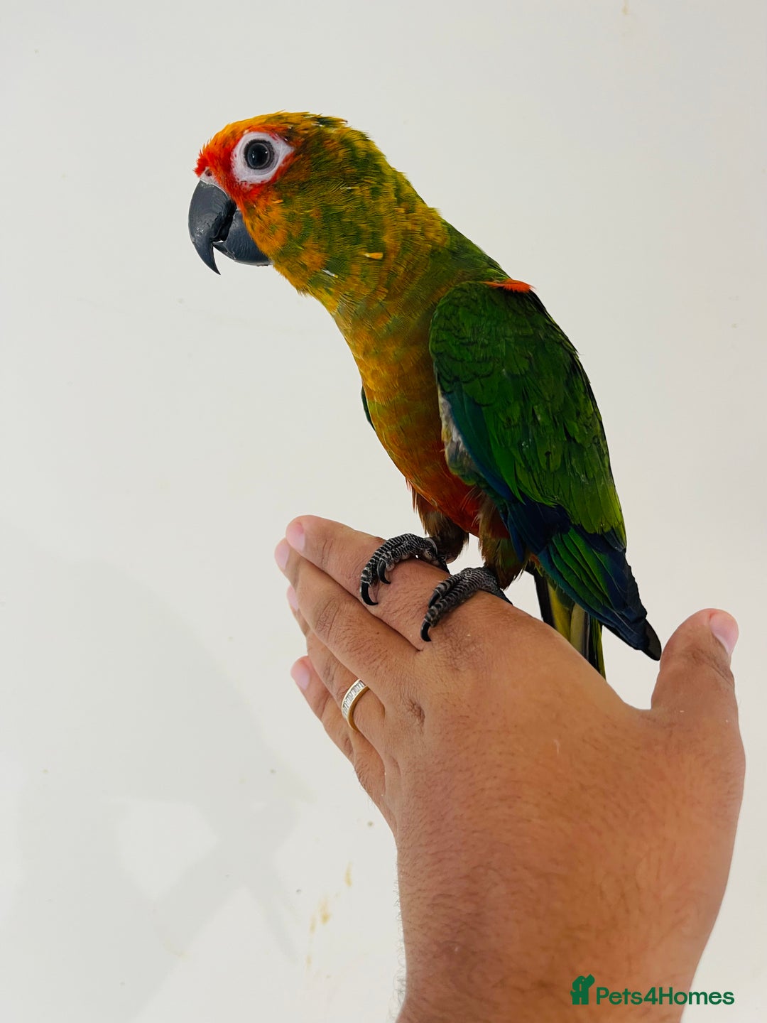 Conures birds for sale: Hand reared conures for sale - Image 21