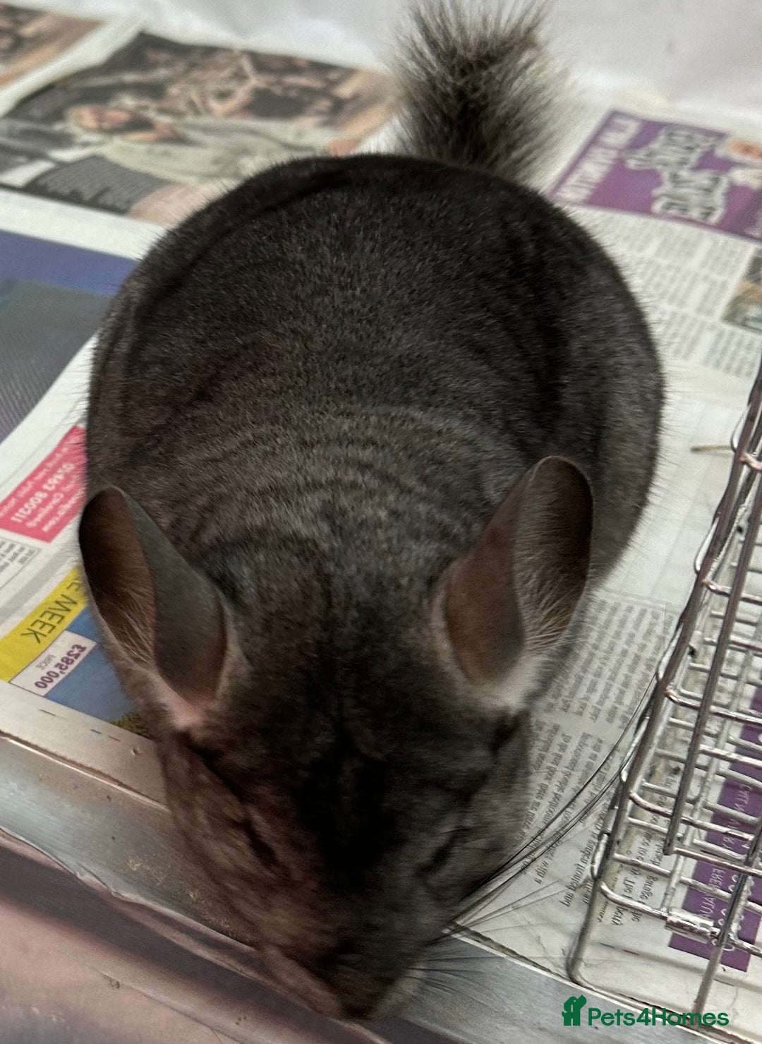 Chinchilla rodents for sale: Lola, beautiful Standard girl, lovely temperament - Advert 4