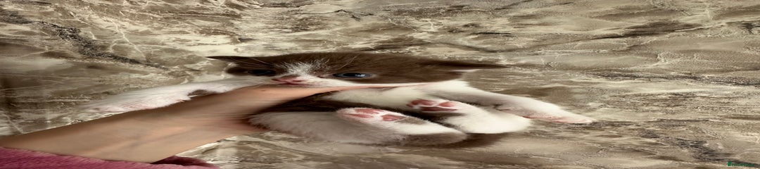 British Shorthair Kitten 2