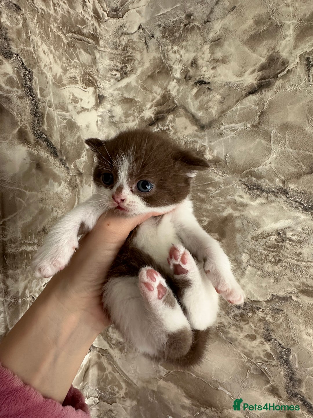 British Shorthair cats for sale: 🍫 🧸Beautiful TICA Registered British Short 🧸🍫 - Image 26