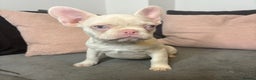 French Bulldog dogs for sale: Beautiful FrenchBulldog Puppies - Advert 4
