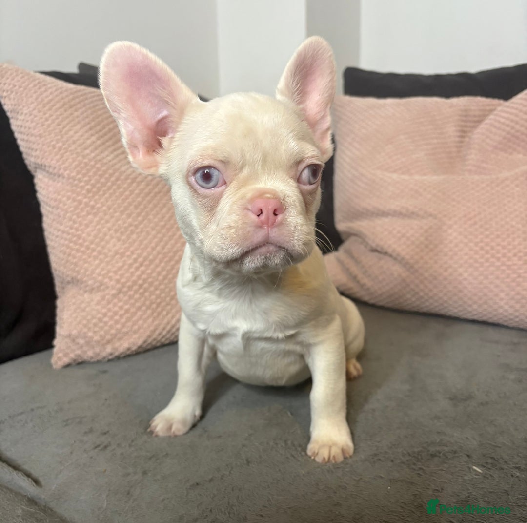 French Bulldog dogs for sale: Beautiful FrenchBulldog Puppies - Advert 4