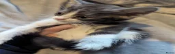 Persian cats for sale: Persian x kittens  - Advert 7