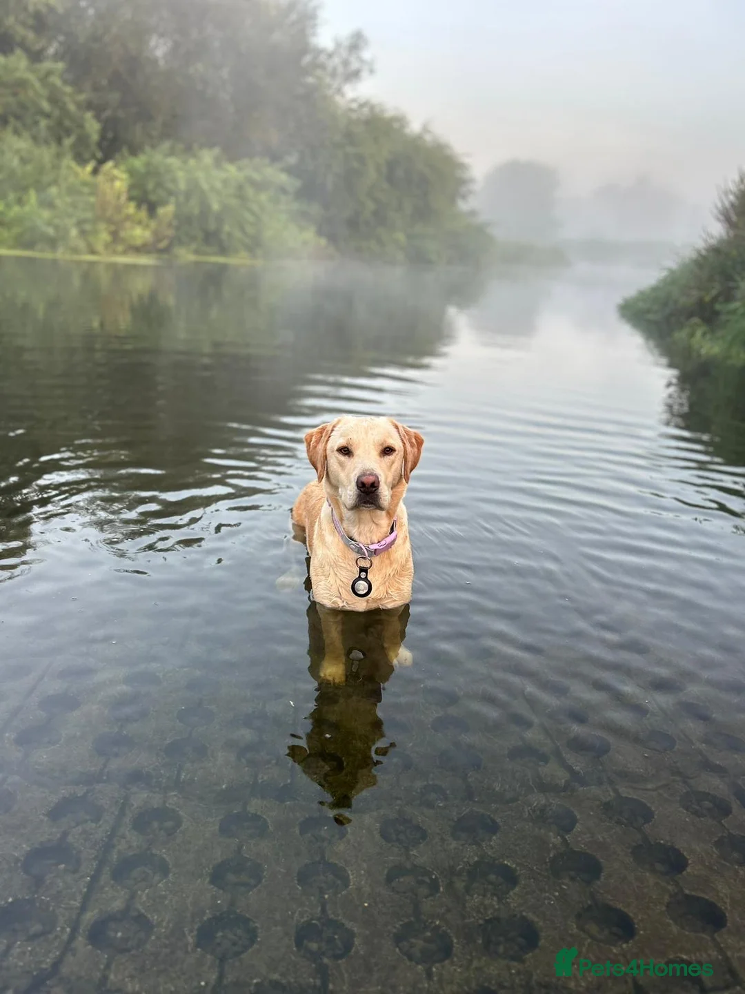 Labrador Retriever dogs for stud: Proven, KC Reg, fully health tested Labrador stud - Advert 4