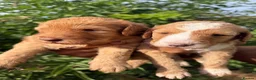 Australian Labradoodle dogs for sale: HEALTH TESTED AUSTRALIAN LABRADOODLE PUPPIES  - Advert 7