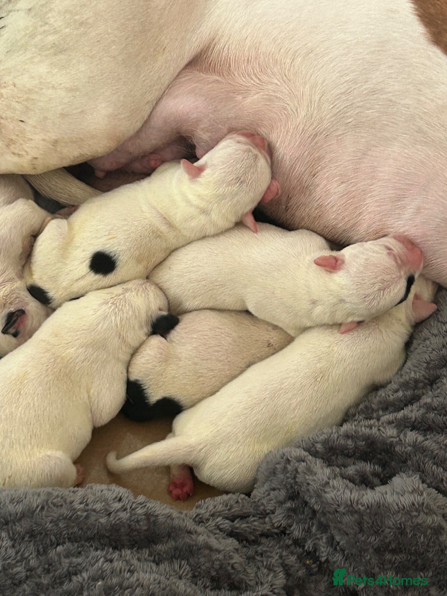 American Bulldog dogs American bulldog puppies  - Advert 3