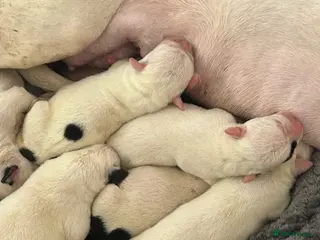 American Bulldog dogs American bulldog puppies - Advert 5