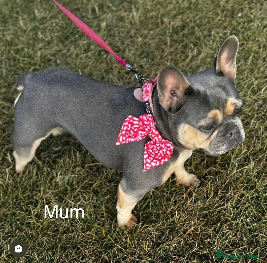 French Bulldog dogs for sale: Frenchie Girl Lilac & Tan KC - Image 14