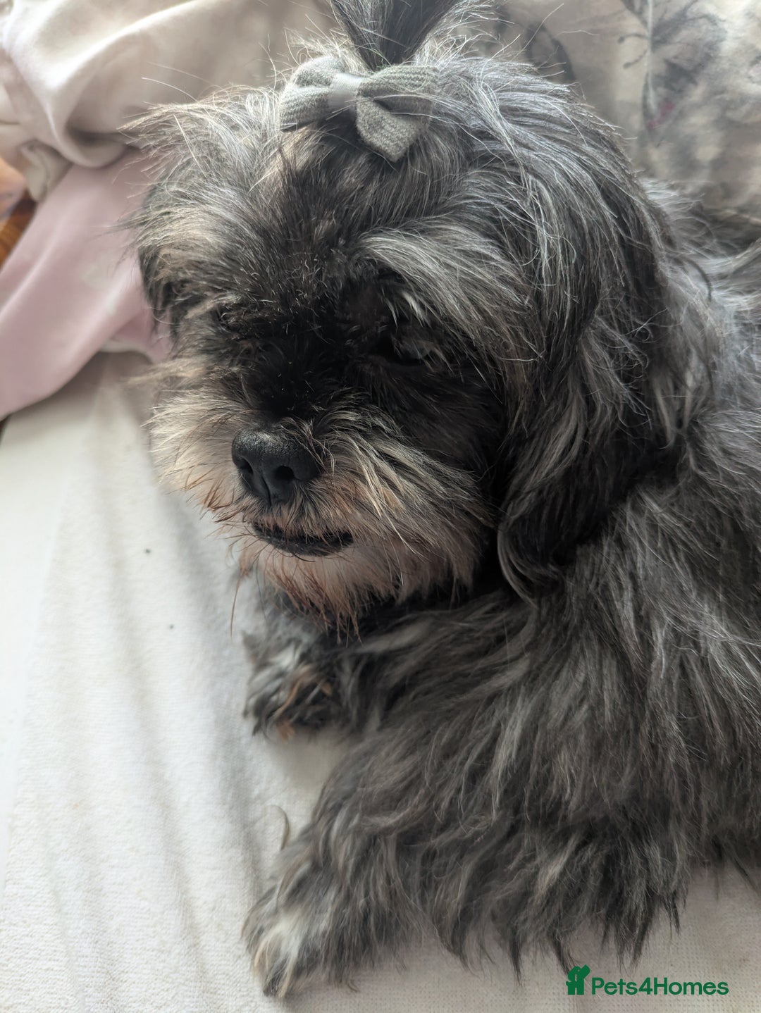 Lhasa Apso dogs for sale: Lhasa apso puppies  - Image 7
