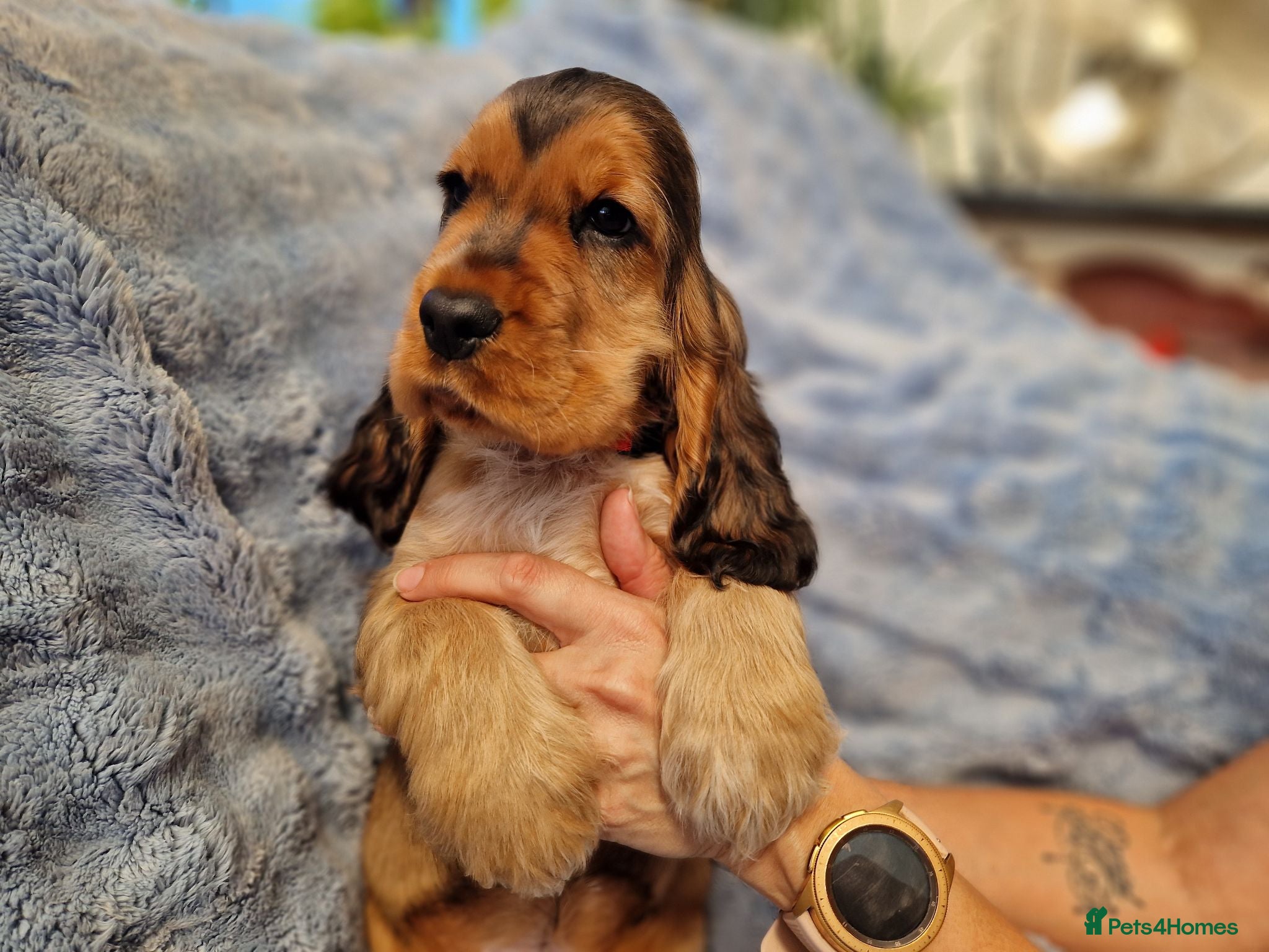 Cocker Spaniel dogs KC Pedigree Show Cocker Spaniel Puppies - Advert 1