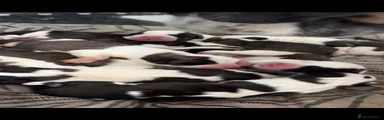 Saint Bernard 4