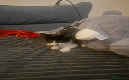 Mixed Breed cats for sale: 2 boys and girls for sale - Image 2