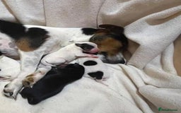 Jack Russell dogs for sale: Jack Russell Puppies - Image 9