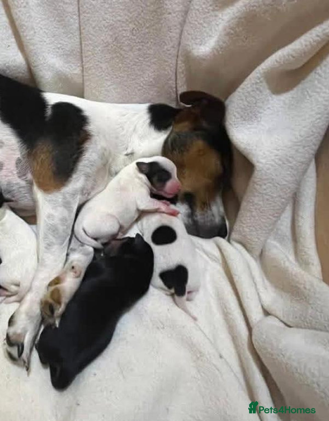 Jack Russell dogs for sale: Jack Russell Puppies - Image 9