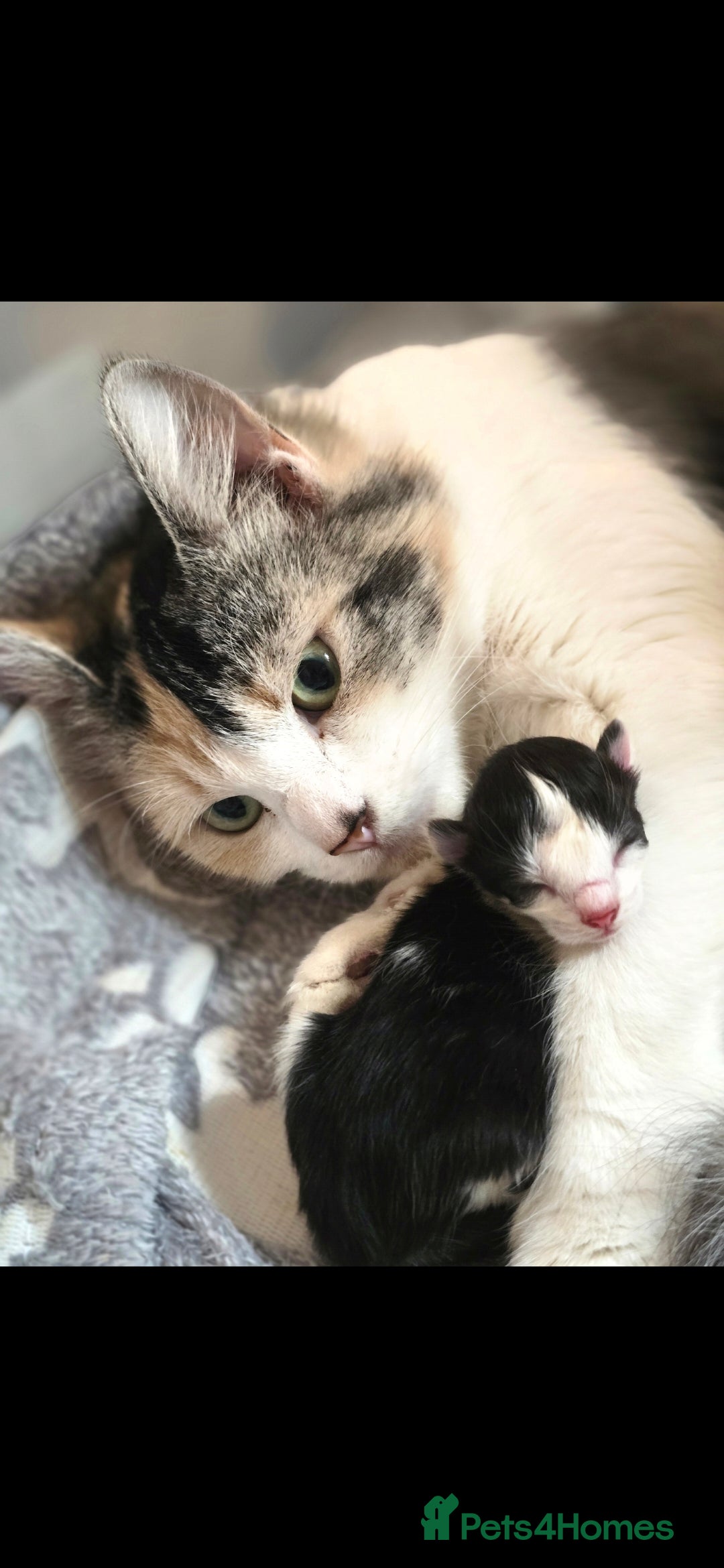 Mixed Breed cats for sale: Two kittens ready 28th december  - Advert 3