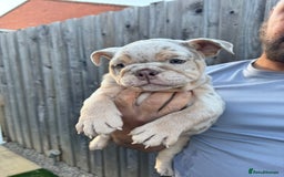 English Bulldog dogs for sale: English Bulldog Puppy  - Image 6