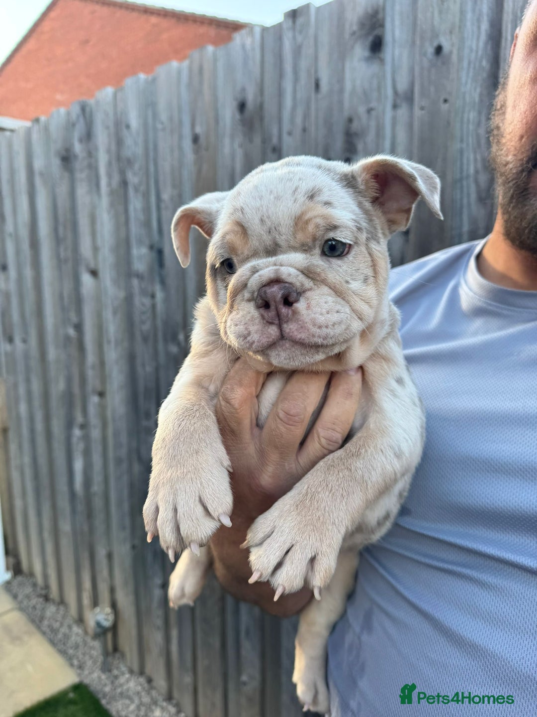 English Bulldog dogs for sale: English Bulldog Puppy  - Image 6