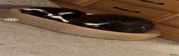 British Longhair cats for sale: Beautiful tuxedo long hair girl - Advert 7