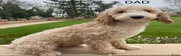 Labradoodle dogs for sale: Absolutely beautiful, F1bb Miniature Labradoodles  - Advert 10