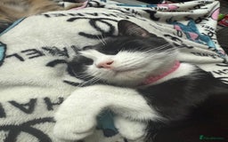Mixed Breed cats for sale: Beautiful 2 year old moggie  - Image 7