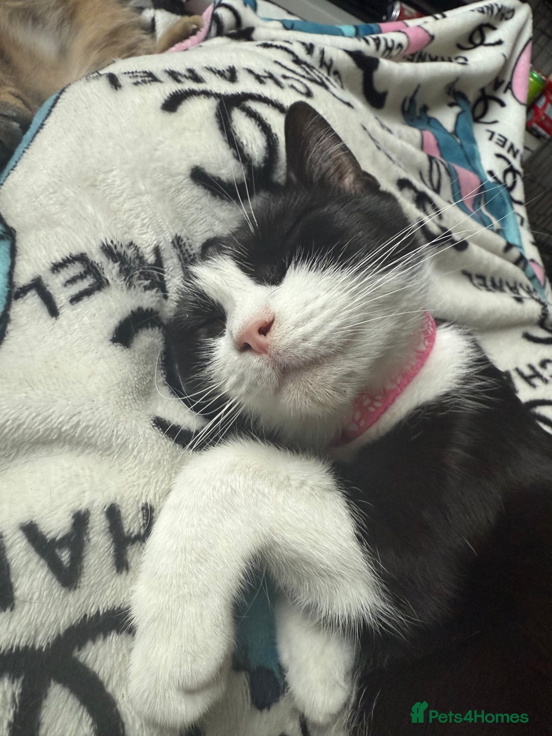 Mixed Breed cats for sale: Beautiful 2 year old moggie  - Image 7