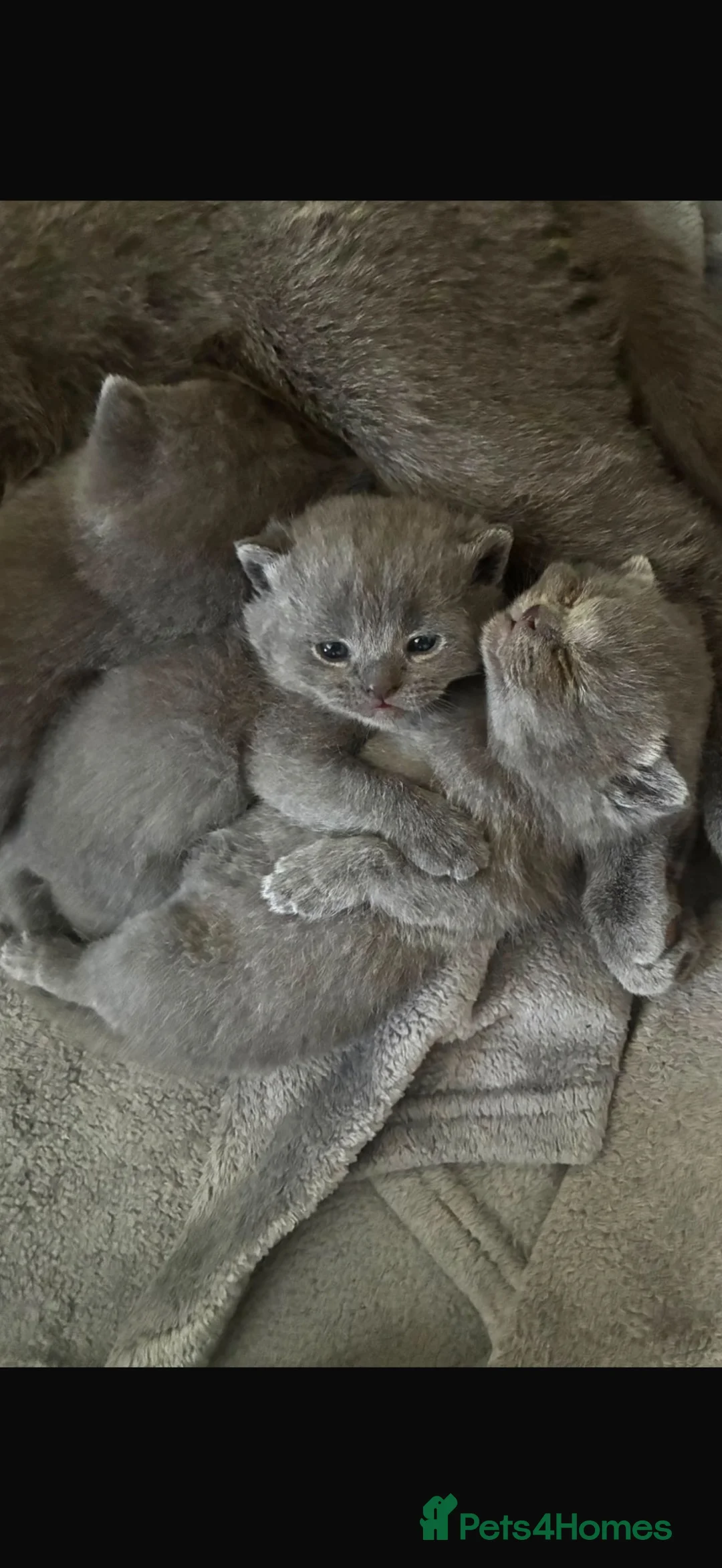 British Shorthair cats for sale: BSH blue kittens  in Newport - Advert 2