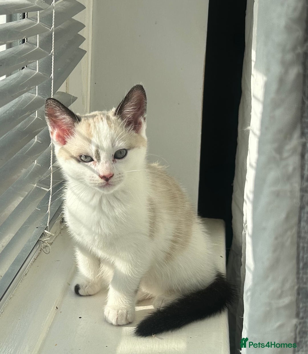 Domestic Shorthair cats for sale: Amazingly Tame, Beautiful Female Kittens  - Image 3