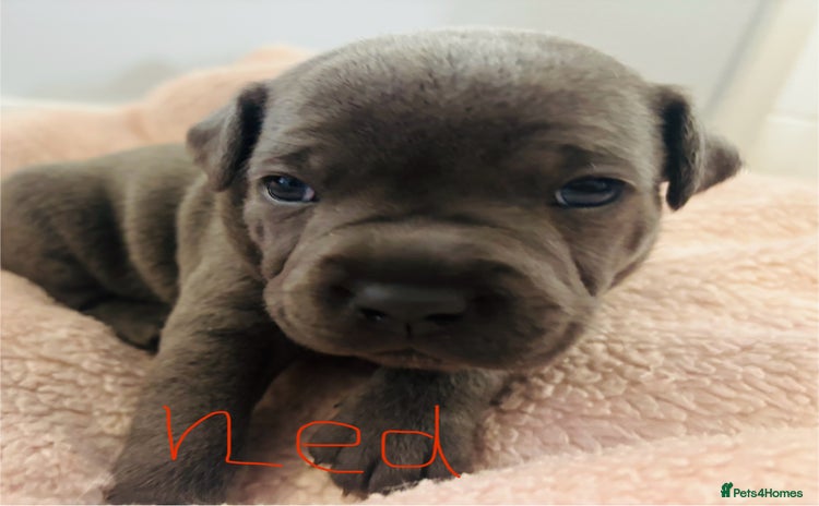 Staffordshire Bull Terrier dogs - Advert 2