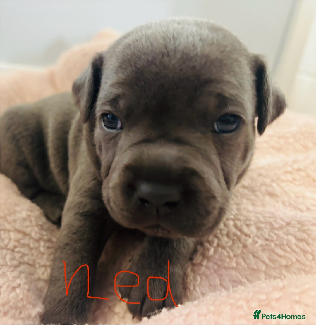 Staffordshire Bull Terrier dogs for sale: KC Registered Blue Staffordshire bull terrier - Image 1