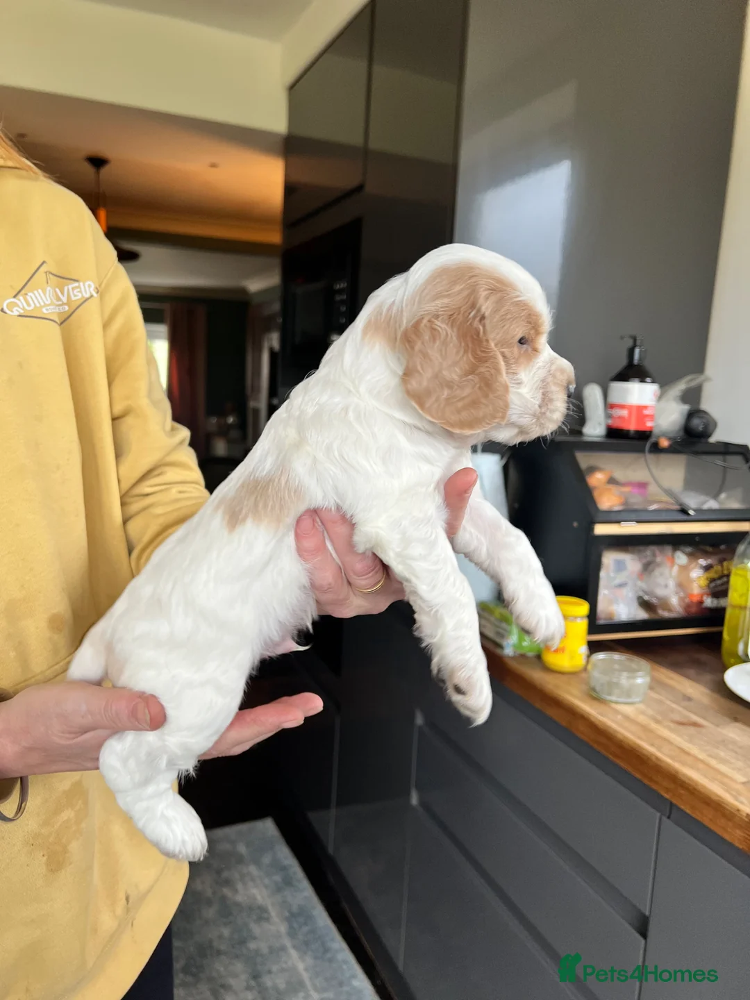 Cocker Spaniel dogs for sale: Our little cocker boys. - Advert 2
