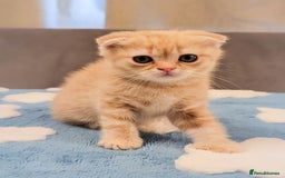 Scottish Fold cats for sale: Adorable Kittens Ready For New Home - Image 4