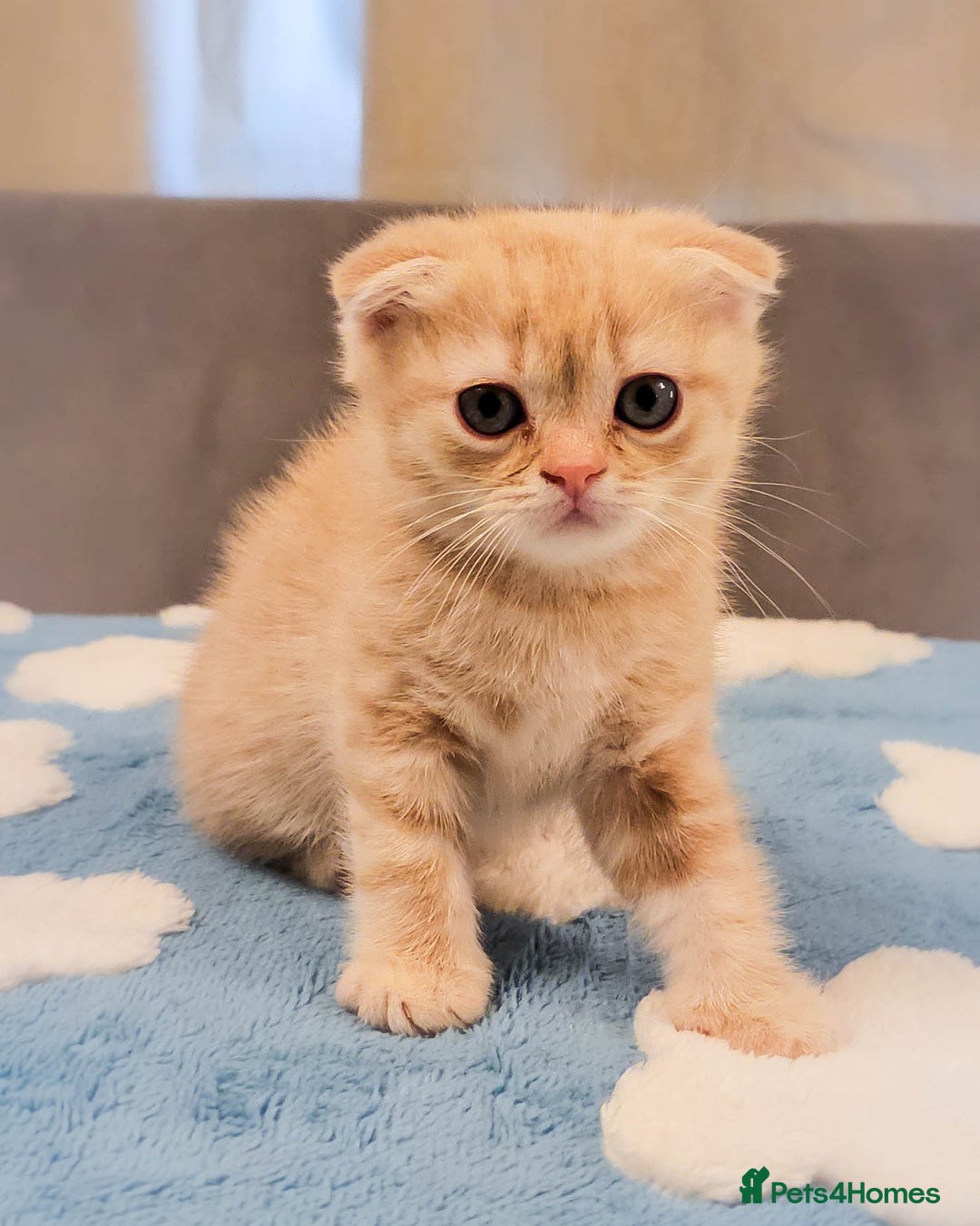 Scottish Fold cats for sale: Adorable Kittens Ready For New Home - Image 4