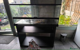 Turtle reptiles for sale: 2xRazor backed turtle male and female - Image 11