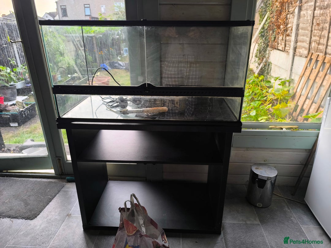 Turtle reptiles for sale: 2xRazor backed turtle male and female - Image 11