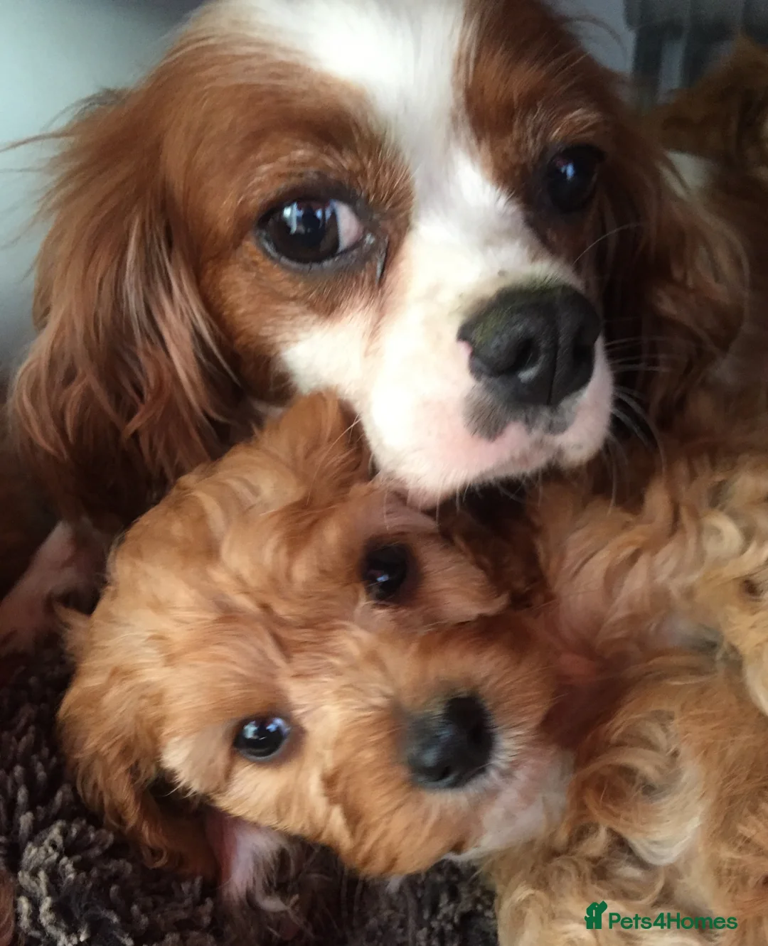 Toy Poodle dogs for stud: Two KC Reg Stud Boys in Burry Port - Advert 14