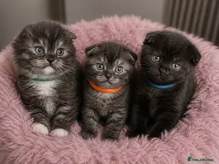 Mixed Breed cats GORGEOUS British ShortHair&Scottish Fold Kittens - Advert 2