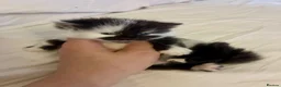 Turkish Angora cats for sale: Turkish angora mix - Advert 23