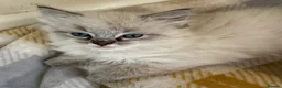 Ragdoll cats for sale: Lynx Ragdoll boys  - Advert 2