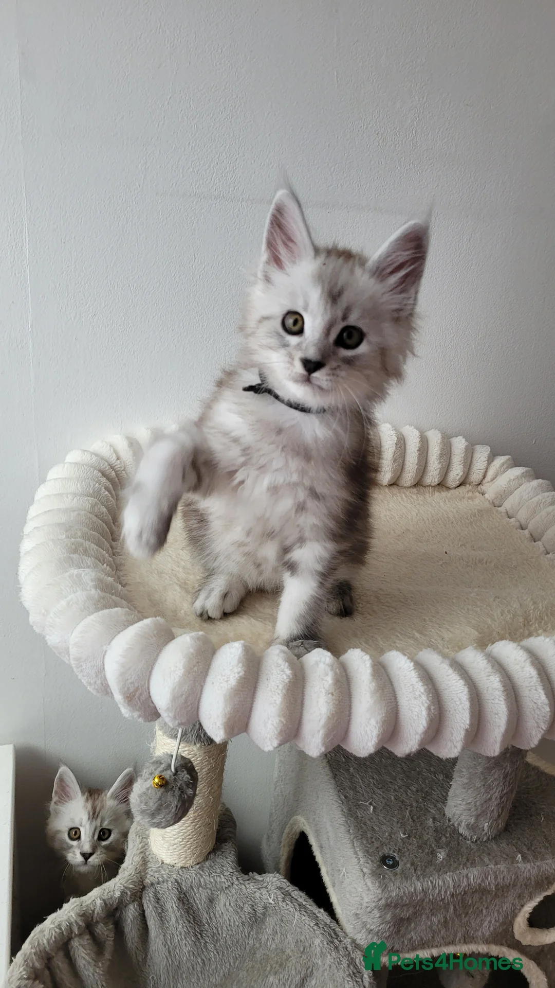 Maine Coon cats for sale: Tica registered Maine coon kittens  - Advert 20