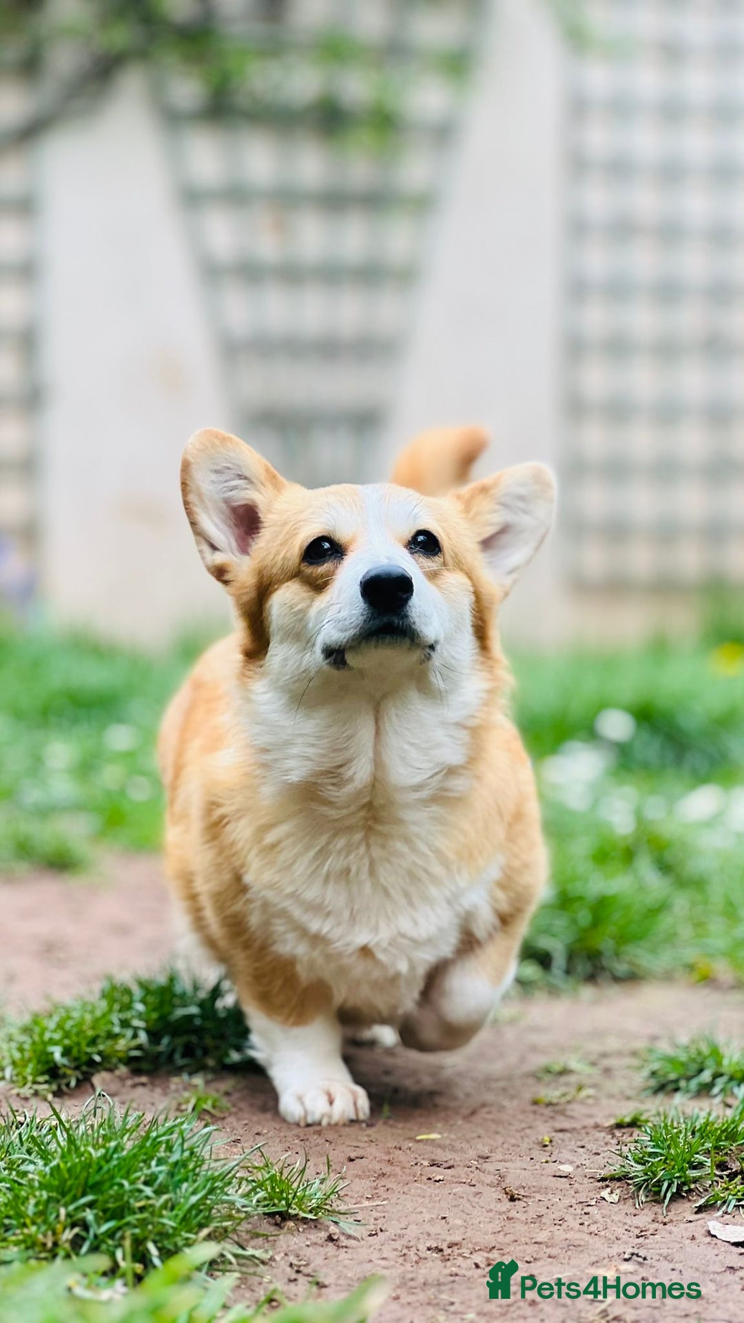 Welsh Corgi Pembroke dogs for sale: Quality Corgi puppies available to loving homes - Image 25