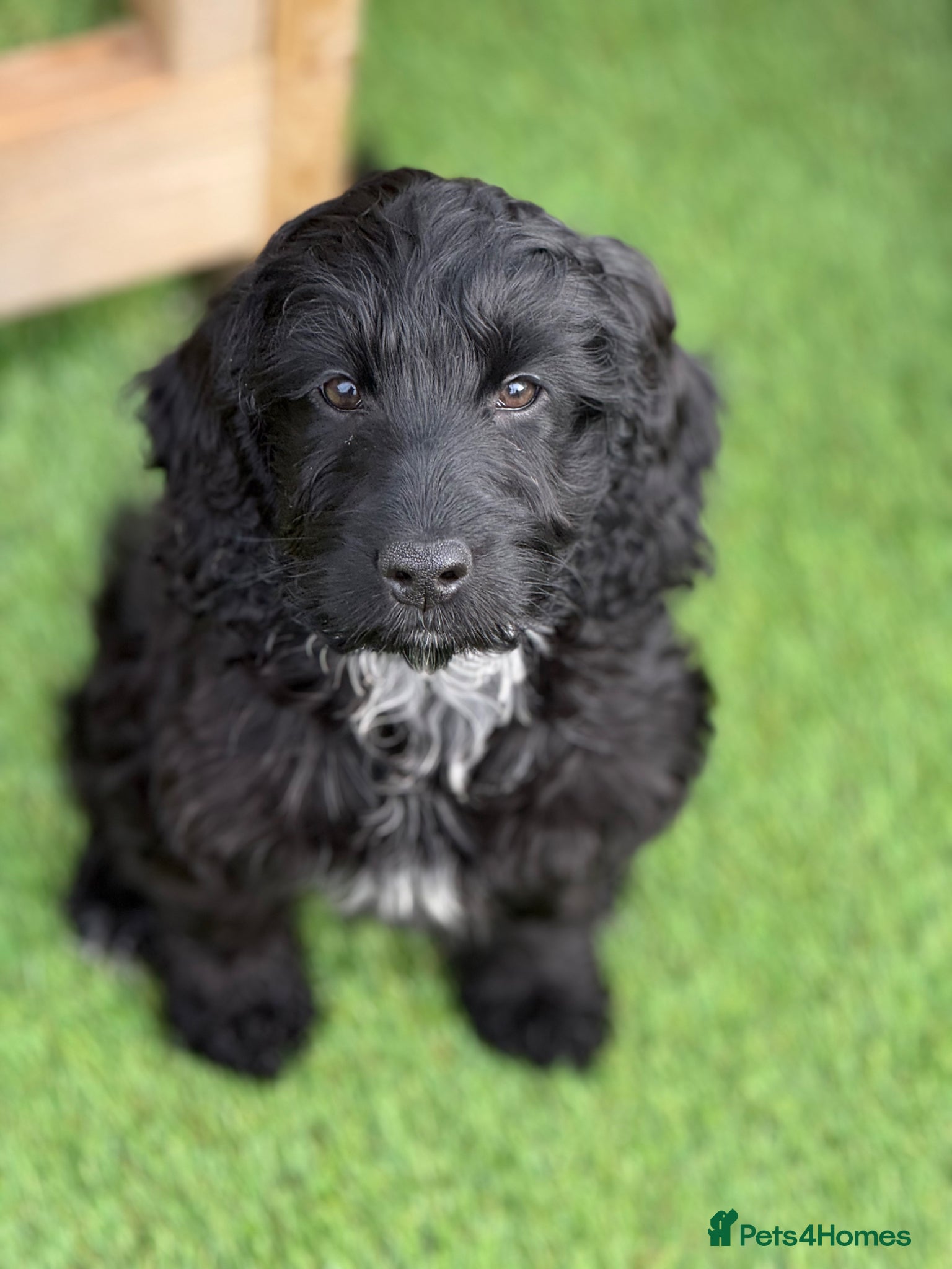 Cockapoo dogs F1 Show black Cockapoo girl  ready now - Advert 4