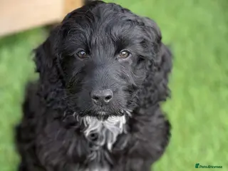 Cockapoo dogs F1 Show black Cockapoo girl ready now - Advert 4