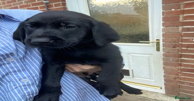 Labrador Retriever dogs - Advert 8