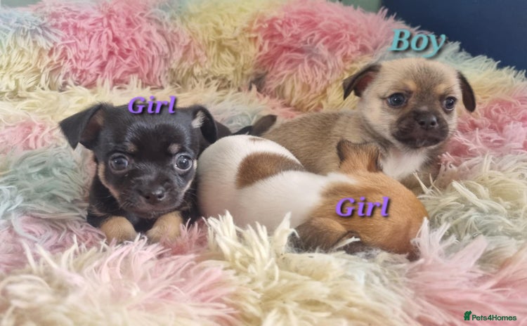 Chihuahua dogs - Advert 16